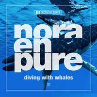 Diving with Whales