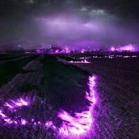 Purple Haze, 2022